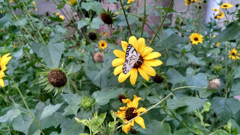 Butterfly Pollinating On Yellow Flower In Plant