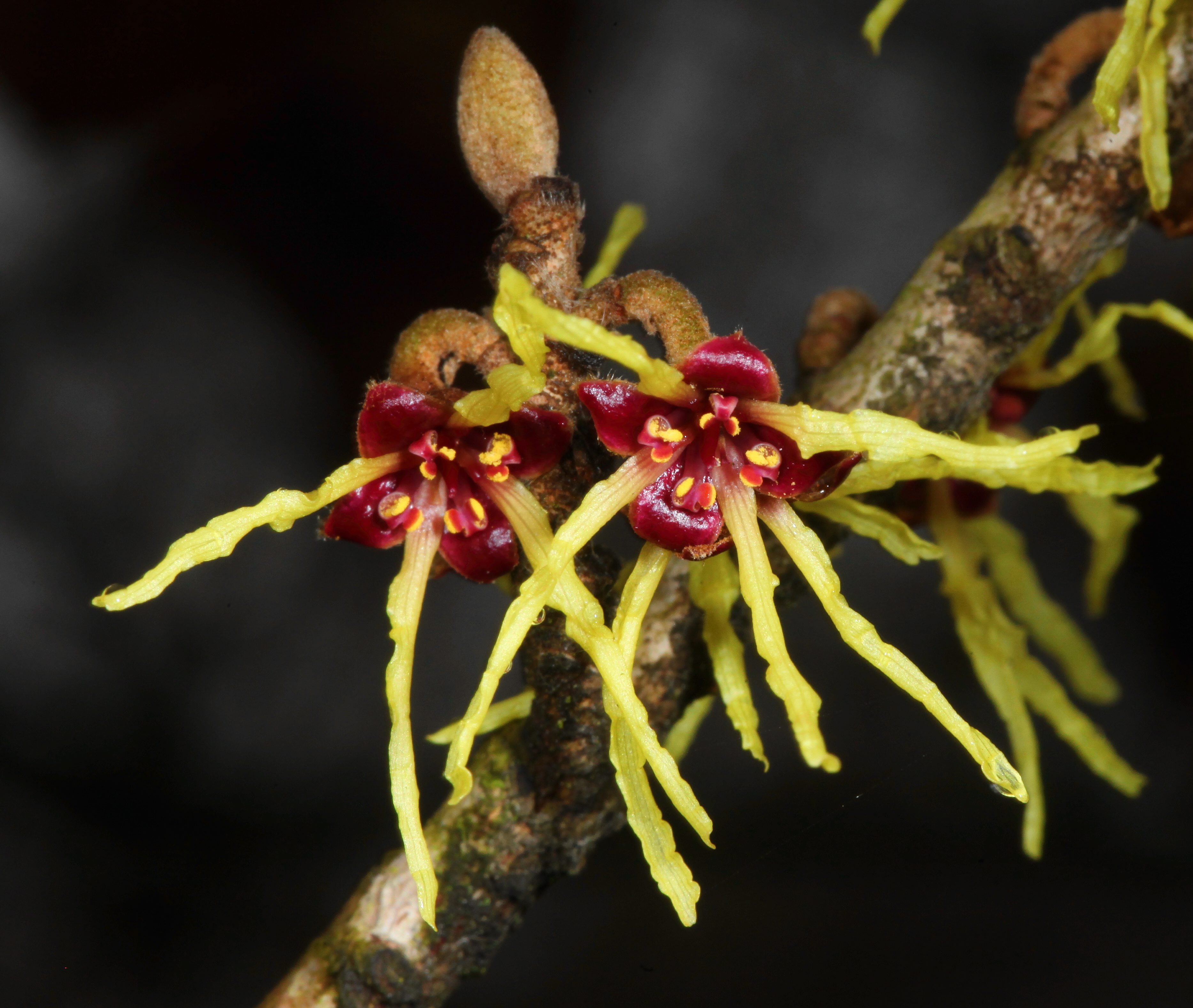 witch hazel
