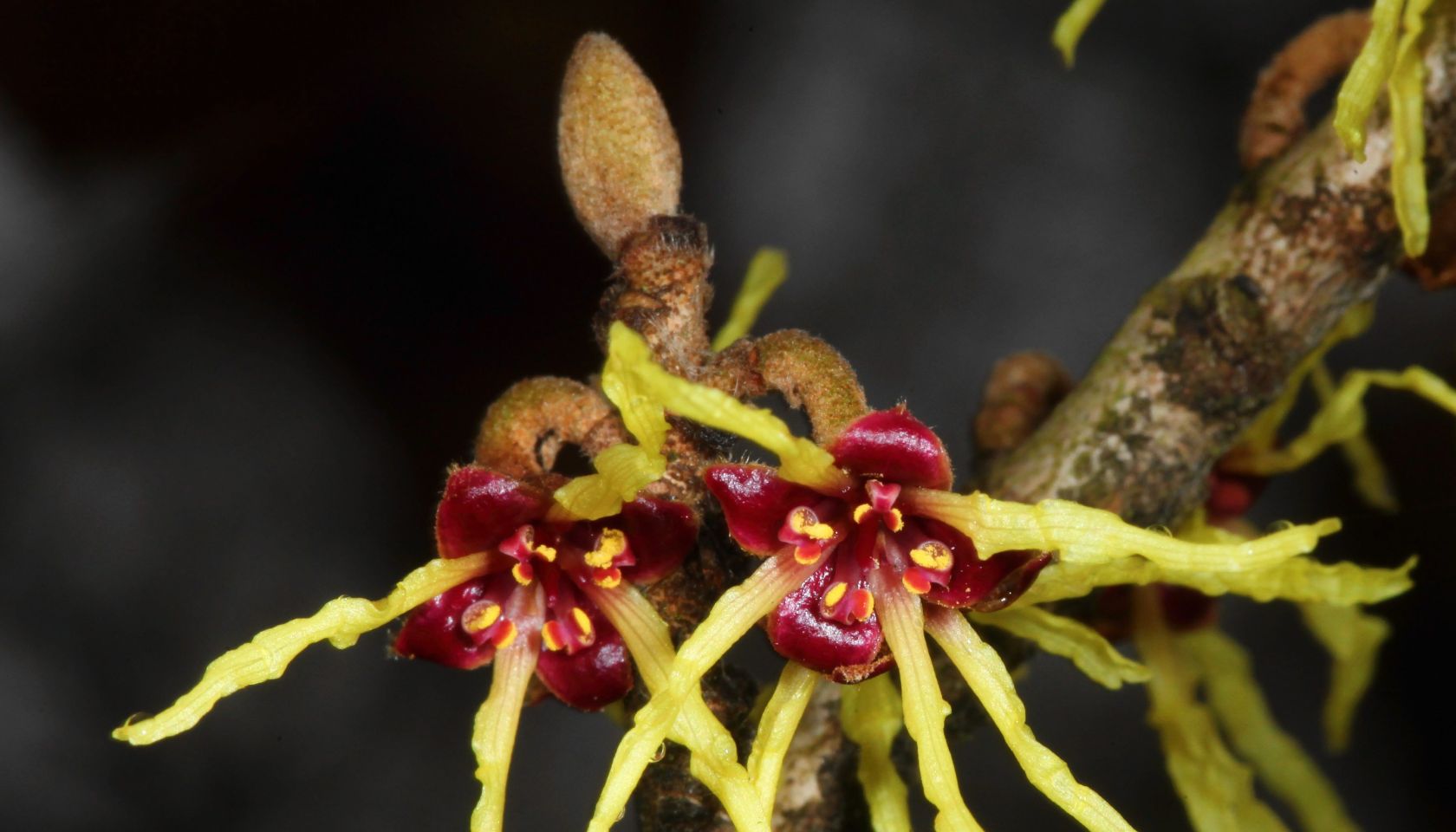 witch hazel