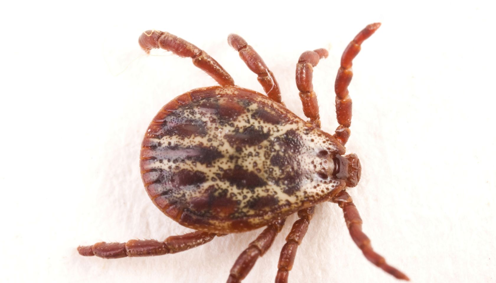 Tick