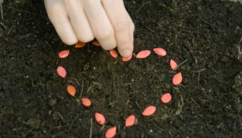 Hand arranging seeds in heart shape on soil