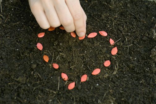 Hand arranging seeds in heart shape on soil
