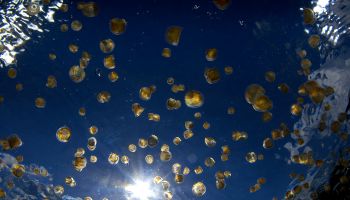 swarm of sea thimble jellyfish or thimble sea jelly