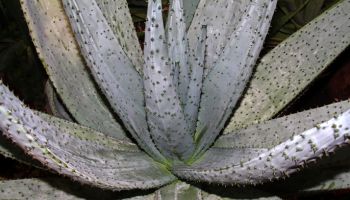Soap Aloe plant Close up against black background