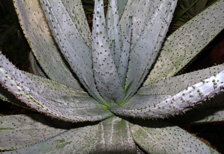 Soap Aloe plant Close up against black background