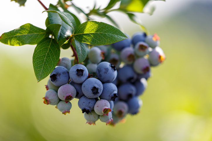 Blueberries