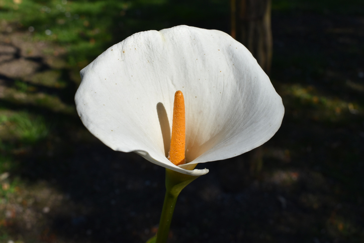 White Calla Zantedeschia aethiopica close up with natural background