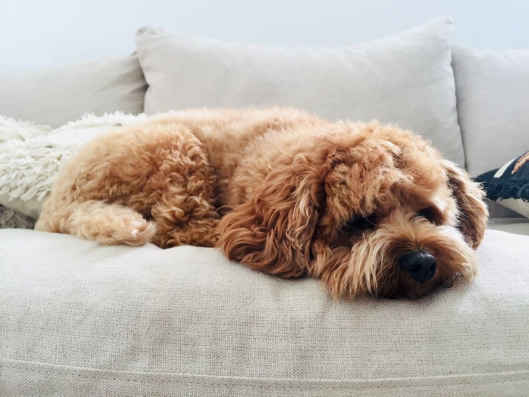 How to handle late night pet emergencies